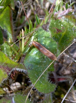 Larva in Vicia tetrasperma pod Copyright: Neil Harvey