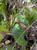 Larva in Vicia tetrasperma pod