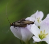 pair on foodplant 