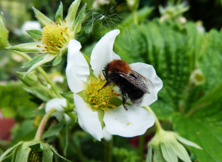 Bombus hypnorum worker Copyright: Graham Smith