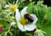 Bombus hypnorum worker 