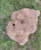 Hazel End Sarsen stone (smaller) with root hole