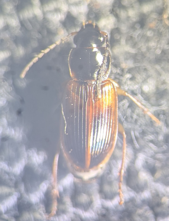 Stenolophus mixtus Copyright: Robert Smith