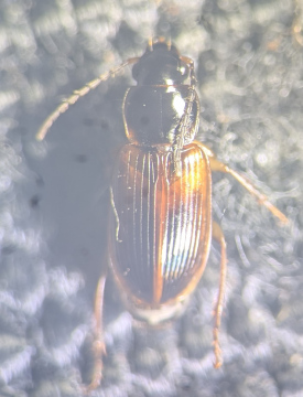 Stenolophus mixtus Copyright: Robert Smith
