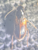 Stenolophus mixtus 