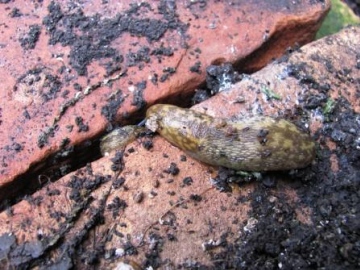 Irish Yellow Slug Limacus maculatus Copyright: Graham Smith