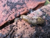 Irish Yellow Slug Limacus maculatus 