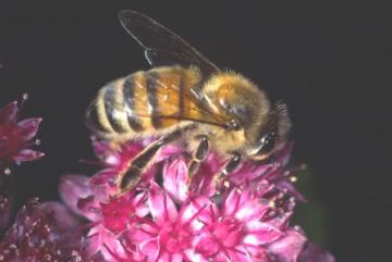 Apis mellifera Copyright: Peter Harvey