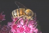 Apis mellifera