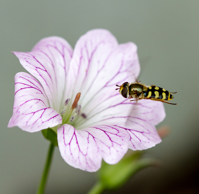 is this Eupeodes luniger or Eupeodes corollae Copyright: Alan Shearman