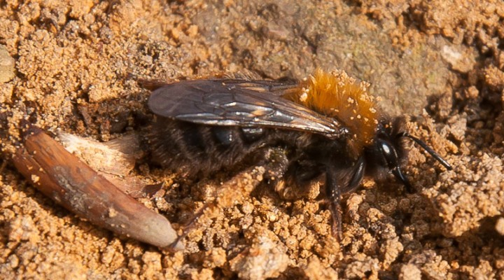 Andrena clarkella Copyright: Jeremy Dagley