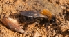 Andrena clarkella