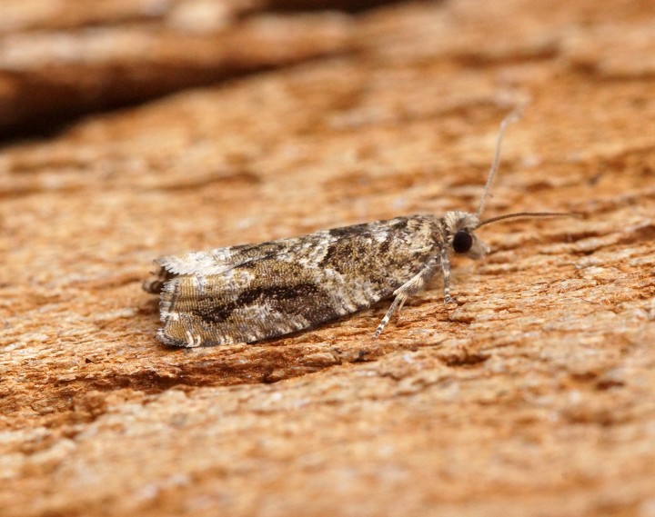 Epinotia signatana 1 Copyright: Ben Sale