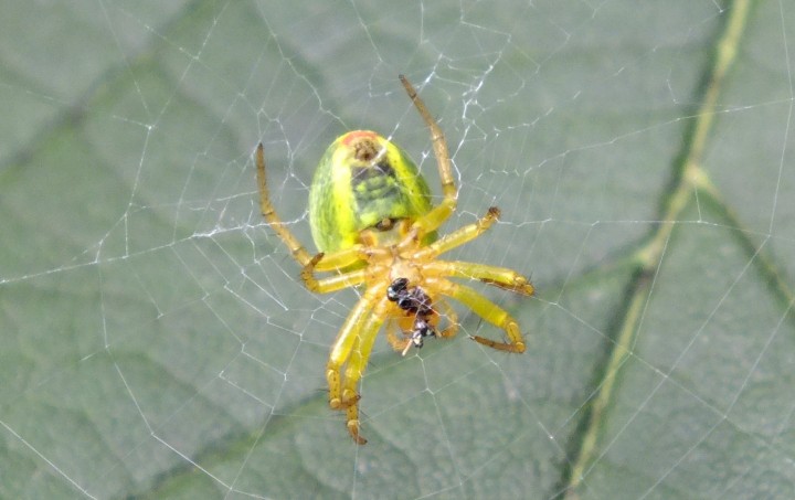 Araniella cucurbitina 2 Copyright: Peter Pearson