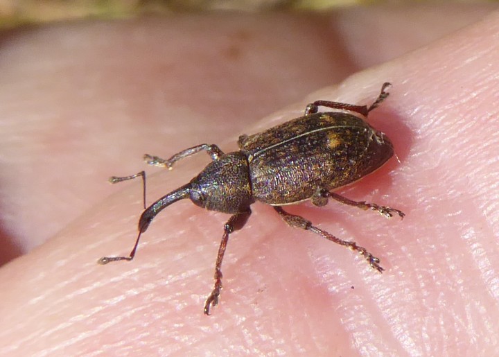 Tournotaris bimaculata Copyright: Yvonne Couch