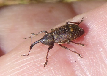 Tournotaris bimaculata Copyright: Yvonne Couch