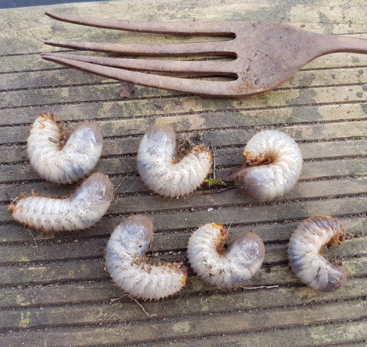 Rose Chafer grubs on my allotment Copyright: Herminia Day