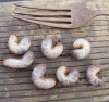 Rose Chafer grubs on my allotment  