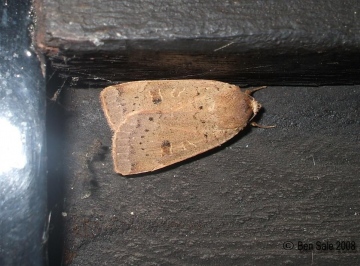 Lesser Yellow Underwing 2 Copyright: Ben Sale