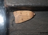 Lesser Yellow Underwing 2