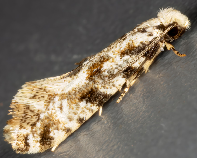 Variegated Fungus Moth (Nemapogon variatella) (GD) Copyright: Bill Crooks