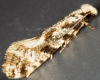 Variegated Fungus Moth (Nemapogon variatella) (GD)