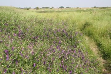 Fodder Vetch area Copyright: P.R. Harvey