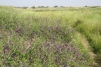 Fodder Vetch area