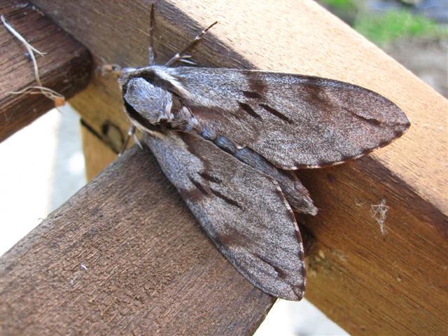 Pine Hawkmoth. Copyright: Stephen Rolls