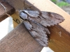 Pine Hawkmoth. 