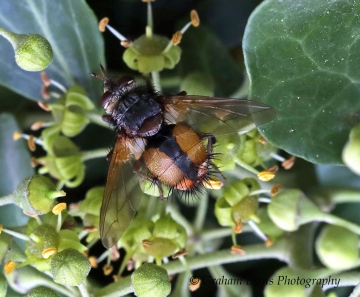 Tachina fera 3 Copyright: Graham Ekins