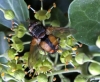 Tachina fera 3 Copyright: Graham Ekins