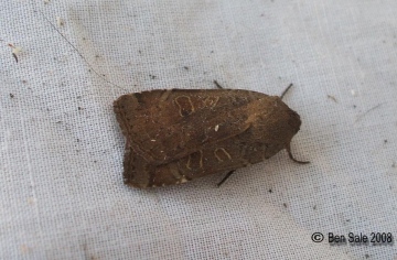 Lesser Yellow Underwing 3 Copyright: Ben Sale