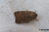 Lesser Yellow Underwing 3 Copyright: Ben Sale