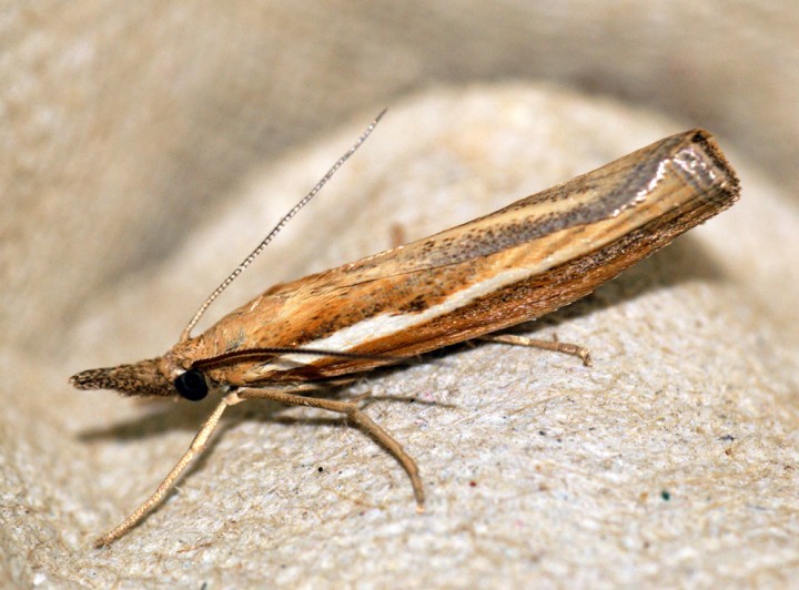 Agriphila tristella 2 Copyright: Ben Sale