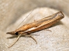 Agriphila tristella 2 Copyright: Ben Sale