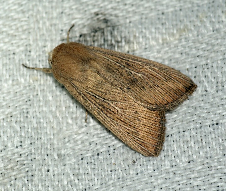 Obscure Wainscot Copyright: Ben Sale