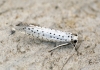 Yponomeuta evonymella 1 Copyright: Ben Sale