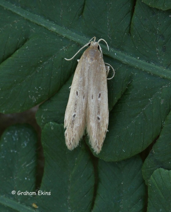 Limnaecia phragmitella 2 Copyright: Graham Ekins