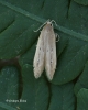 Limnaecia phragmitella 2 Copyright: Graham Ekins