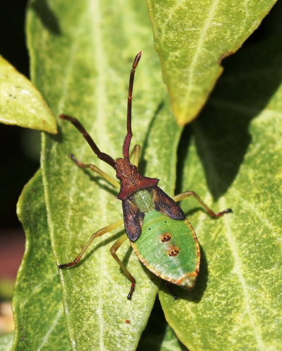 Late Instar Box Bug Nymph Copyright: Linda Peall