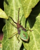 Late Instar Box Bug Nymph 