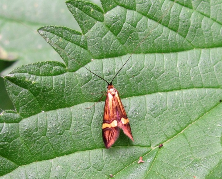 Nemophora degeerella Copyright: Graham Smith