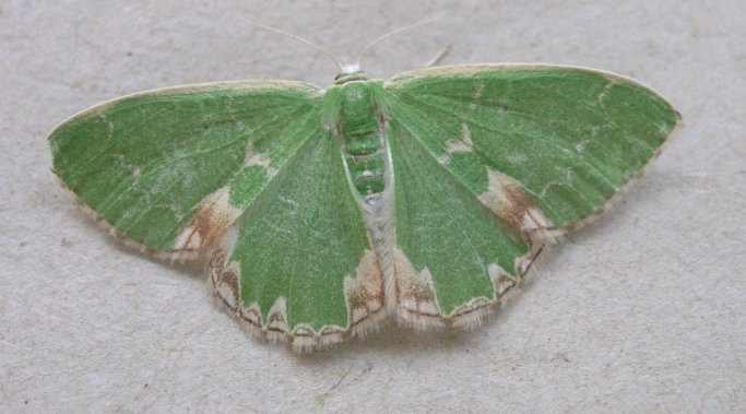 Blotched Emerald 3 Copyright: Martin Anthoney