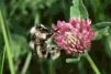 Bombus sylvarum on Red Clover Copyright: Ted Benton