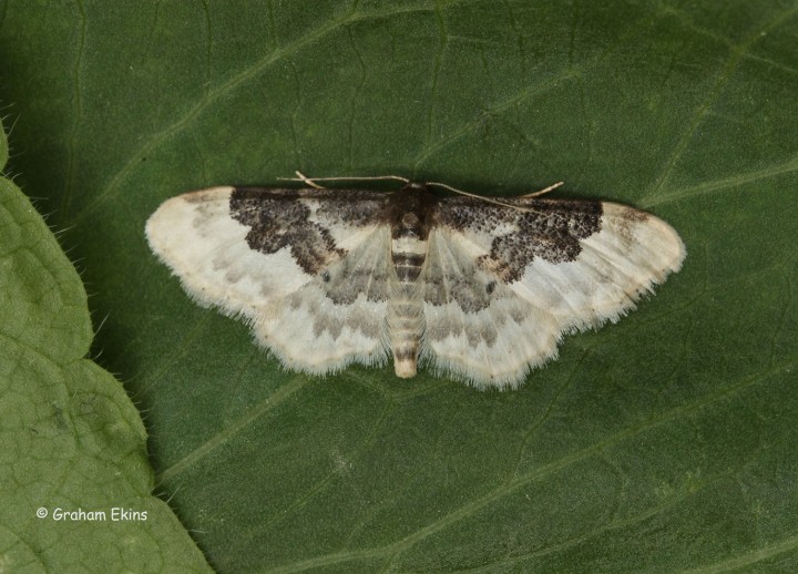 Least carpet Idaea rusticata Copyright: Graham Ekins