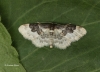 Least carpet Idaea rusticata