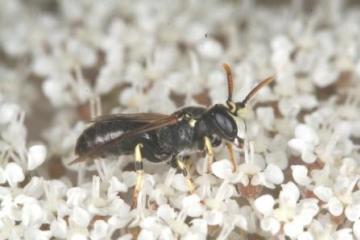 Hylaeus annularis Copyright: Peter Harvey