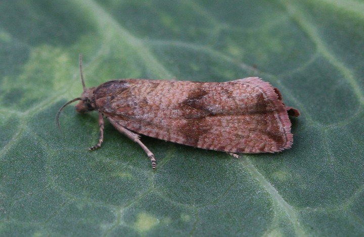 Celypha striana 6 Copyright: Graham Ekins