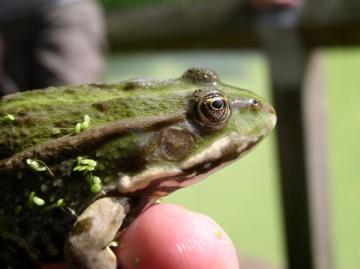Marsh Type Water Frog - Copyright: J Cranfield July 2004